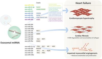 Role of Exosomal miRNAs in Heart Failure